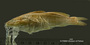 Pimelodella eigenmanni FMNH 3400 holo lat